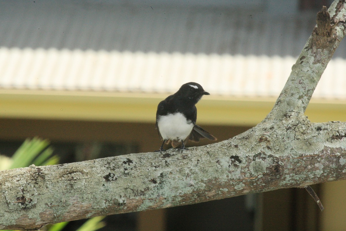Willie-wagtail - ML54428551