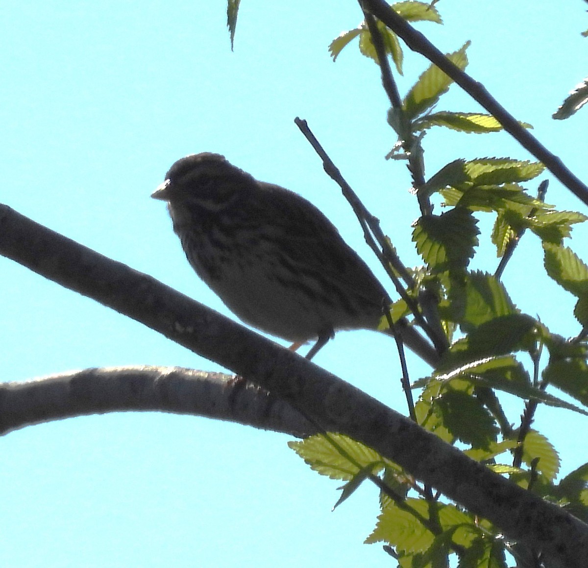 Savannah Sparrow - ML544290081