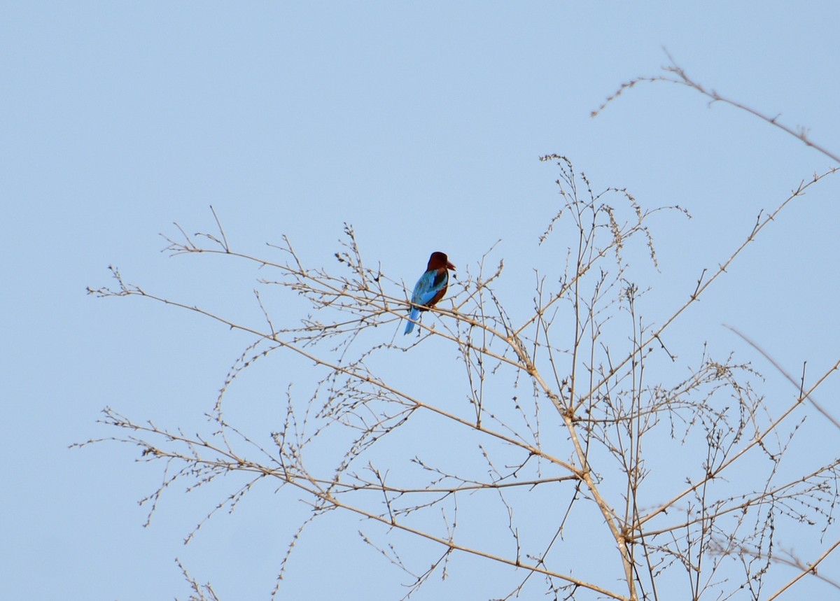 White-throated Kingfisher - Shaurya Rahul Narlanka