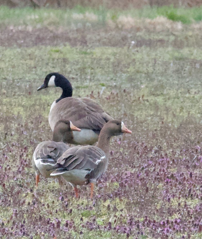 Greater White-fronted Goose - ML544292171
