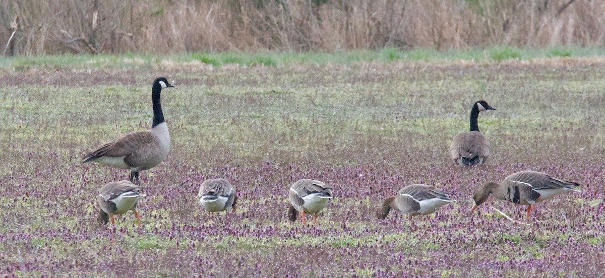 Greater White-fronted Goose - ML544292181