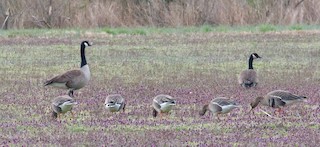 Greater White-fronted Goose, ML544292181