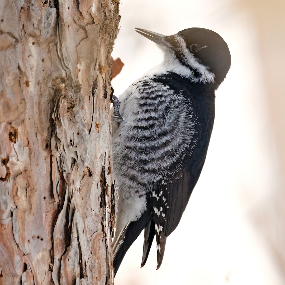 Black-backed Woodpecker - ML544294761