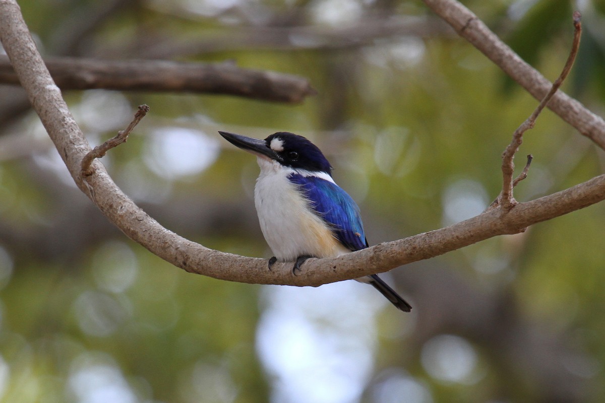 Forest Kingfisher - ML54429721
