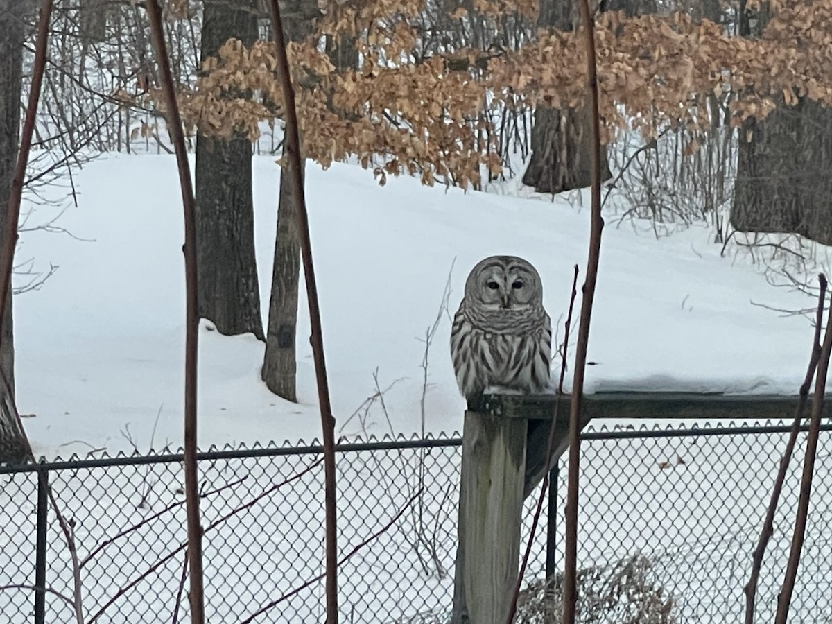 Barred Owl - ML544300161