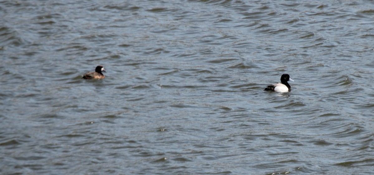 Greater Scaup - Brad Rumble