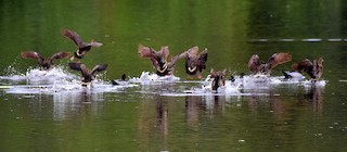 Plumed Whistling-Duck, ML54430511
