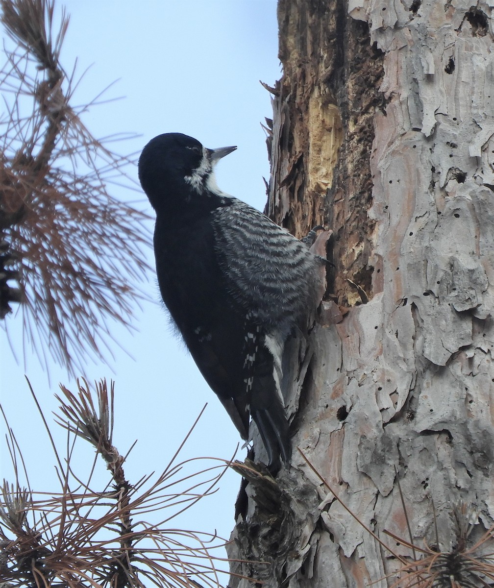 Black-backed Woodpecker - ML544306941