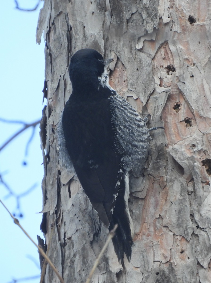 Black-backed Woodpecker - ML544306951