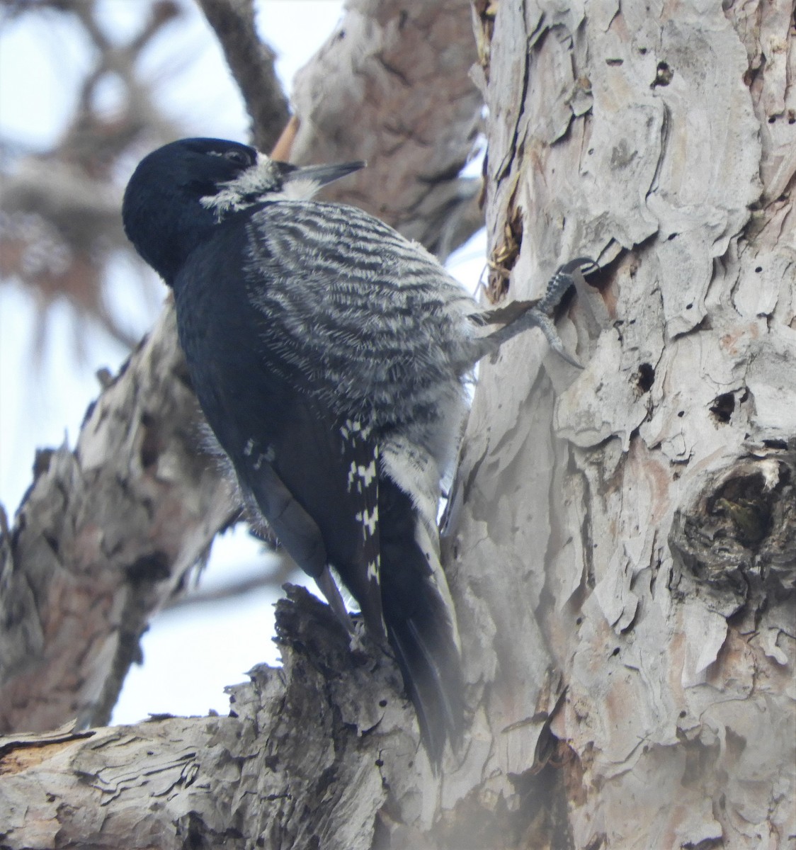 Black-backed Woodpecker - ML544306971