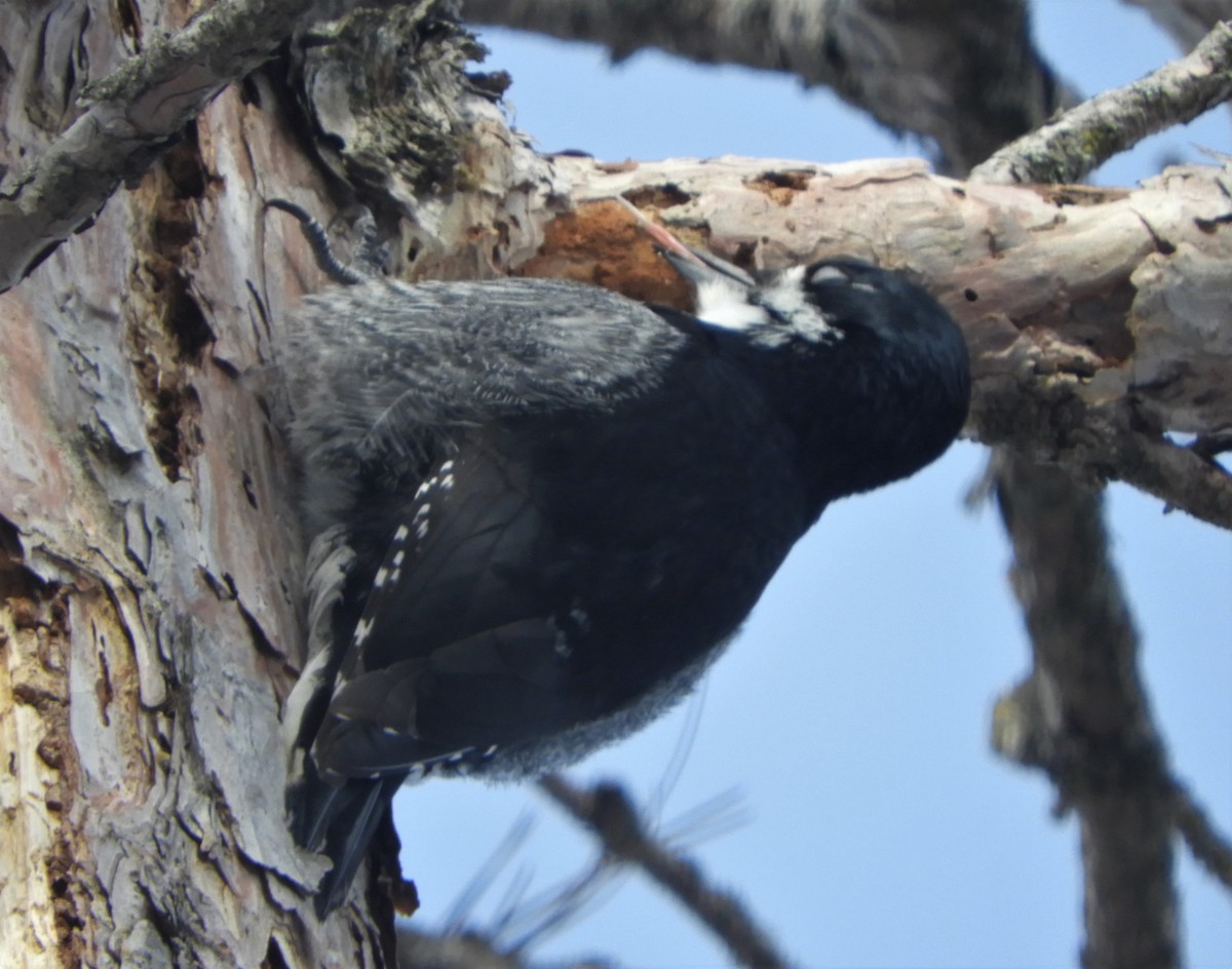 Black-backed Woodpecker - ML544306981