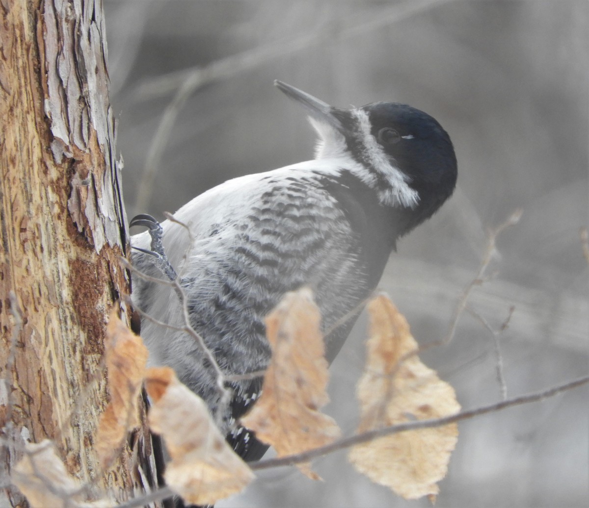Black-backed Woodpecker - ML544307021