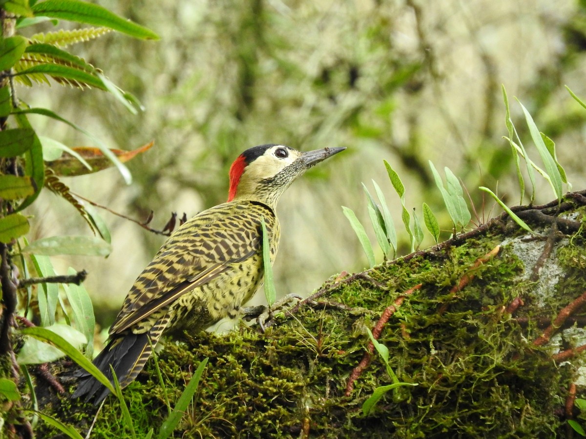 Green-barred Woodpecker - Rubélio Souza