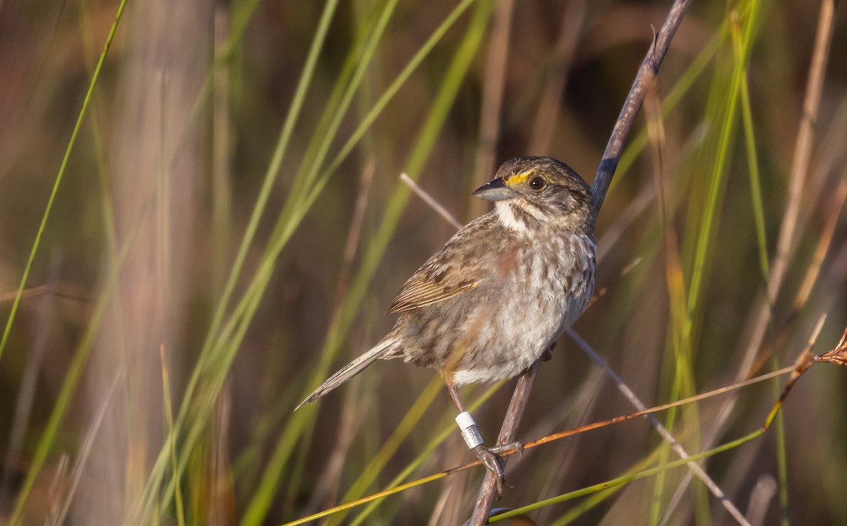 Seaside Sparrow (Cape Sable) - Jay McGowan