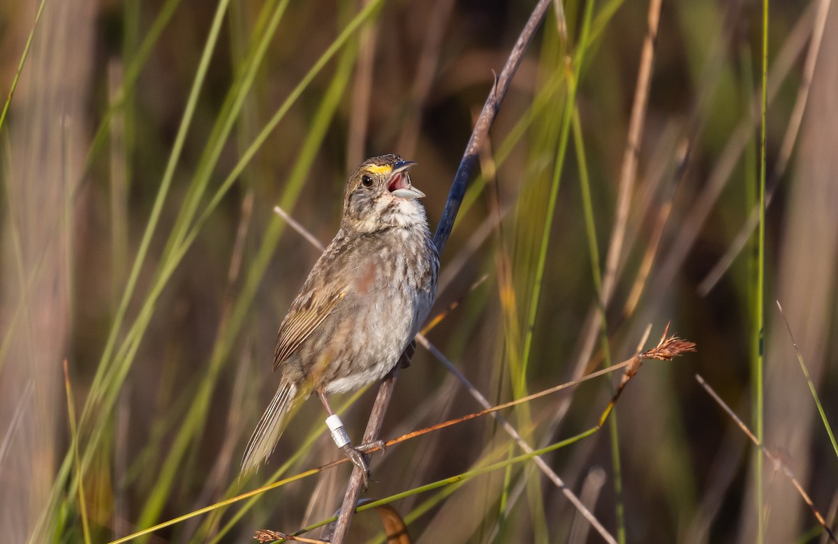 Seaside Sparrow (Cape Sable) - ML544310981