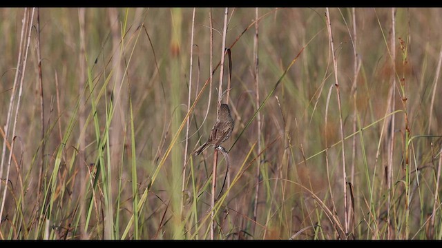 Приморская овсянка-барсучок (mirabilis) - ML544311221