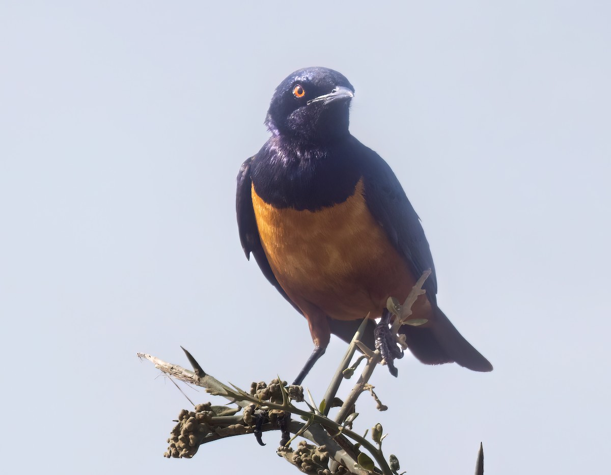 Hildebrandt's Starling - Blair Bernson