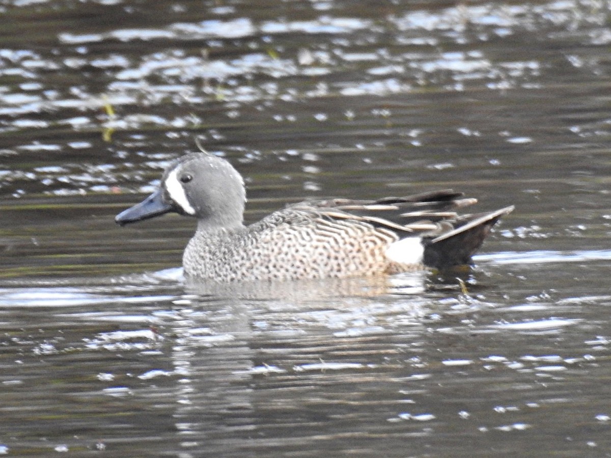 Blue-winged Teal - ML544313761