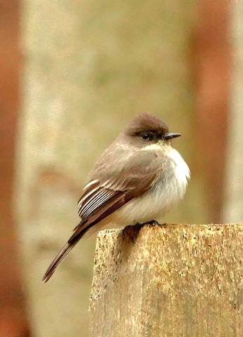 Eastern Phoebe - Kathleen Horn