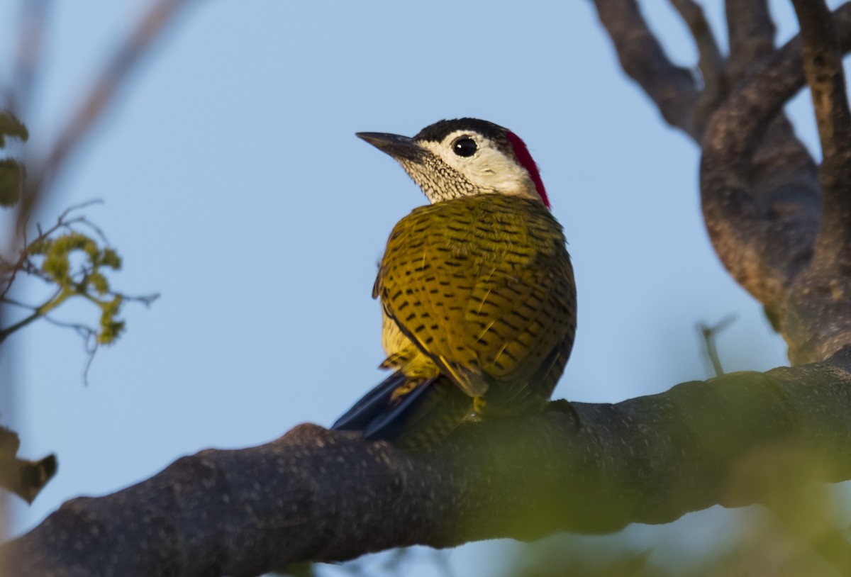 Spot-breasted Woodpecker - ML544325121