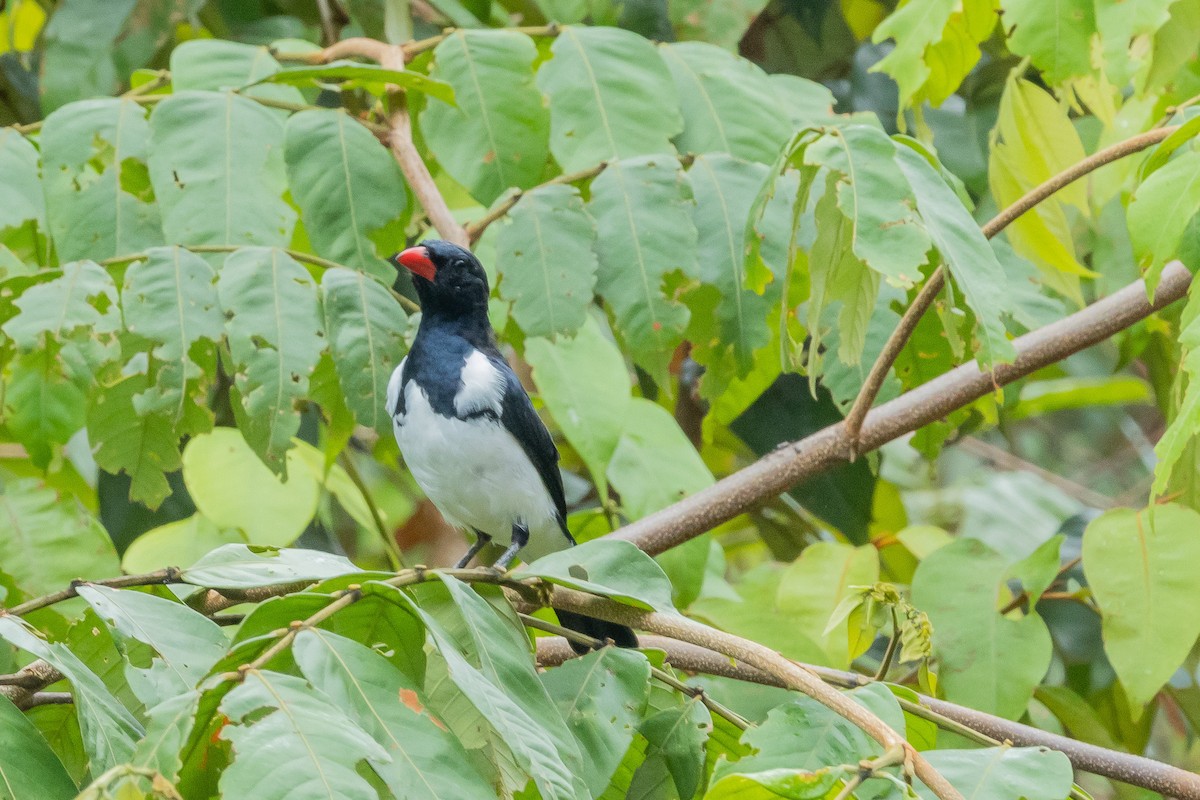 Red-billed Pied Tanager - ML544325421