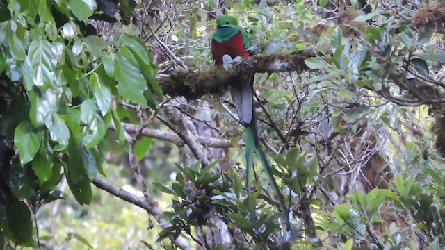 Quetzal Guatemalteco - ML544326641