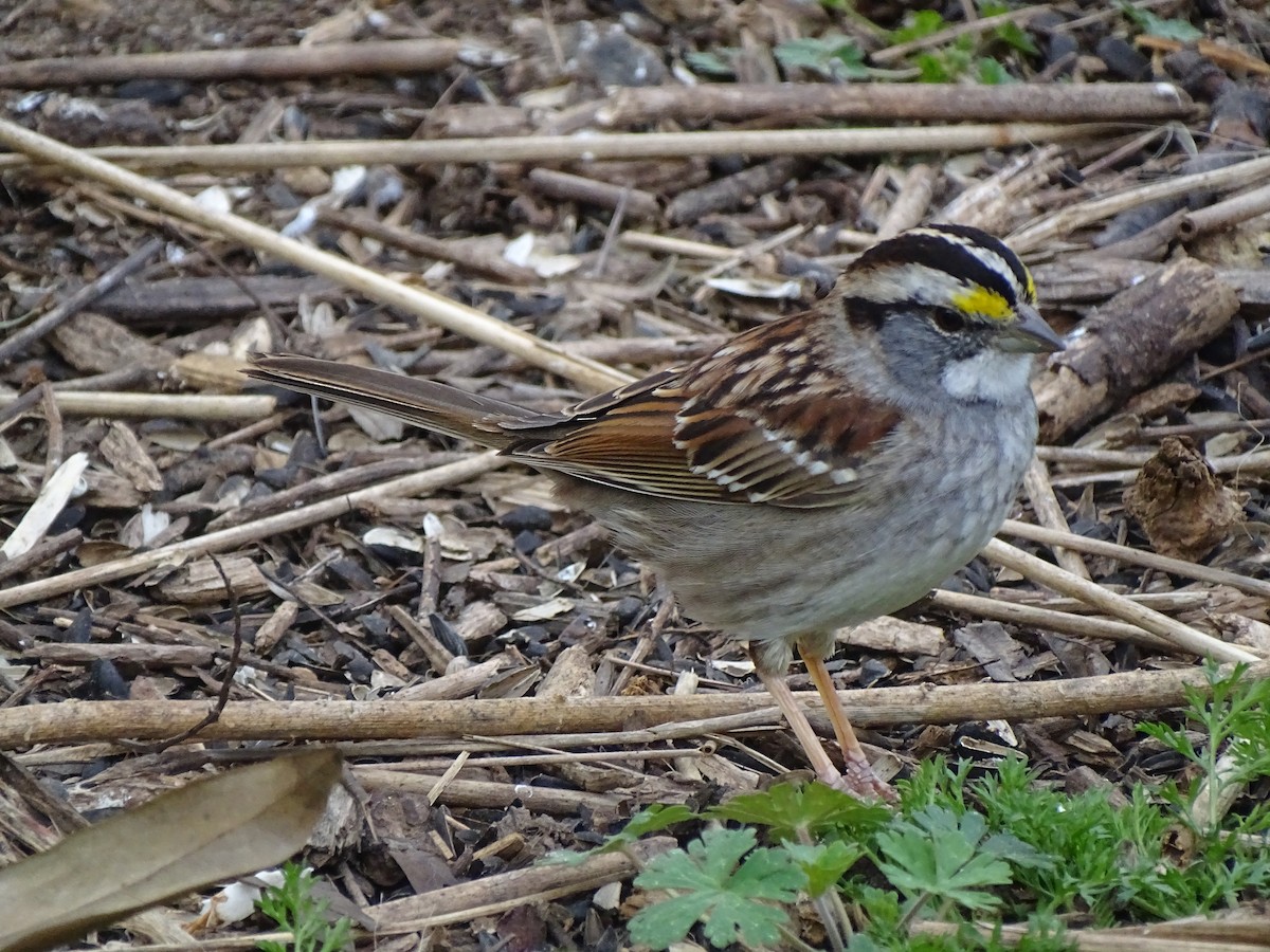 White-throated Sparrow - ML544329891