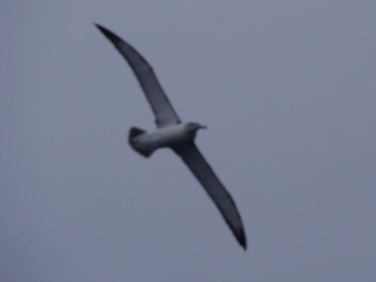 White-capped/Salvin's/Chatham Albatross - ML54433041