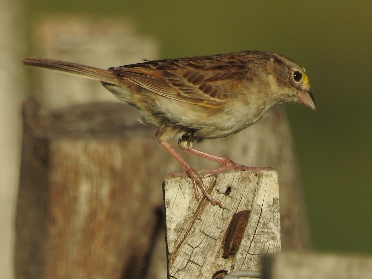 Grassland Sparrow - ML544332621