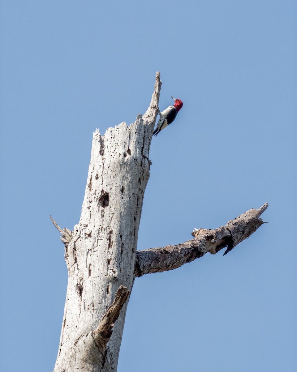 Red-headed Woodpecker - ML544341671