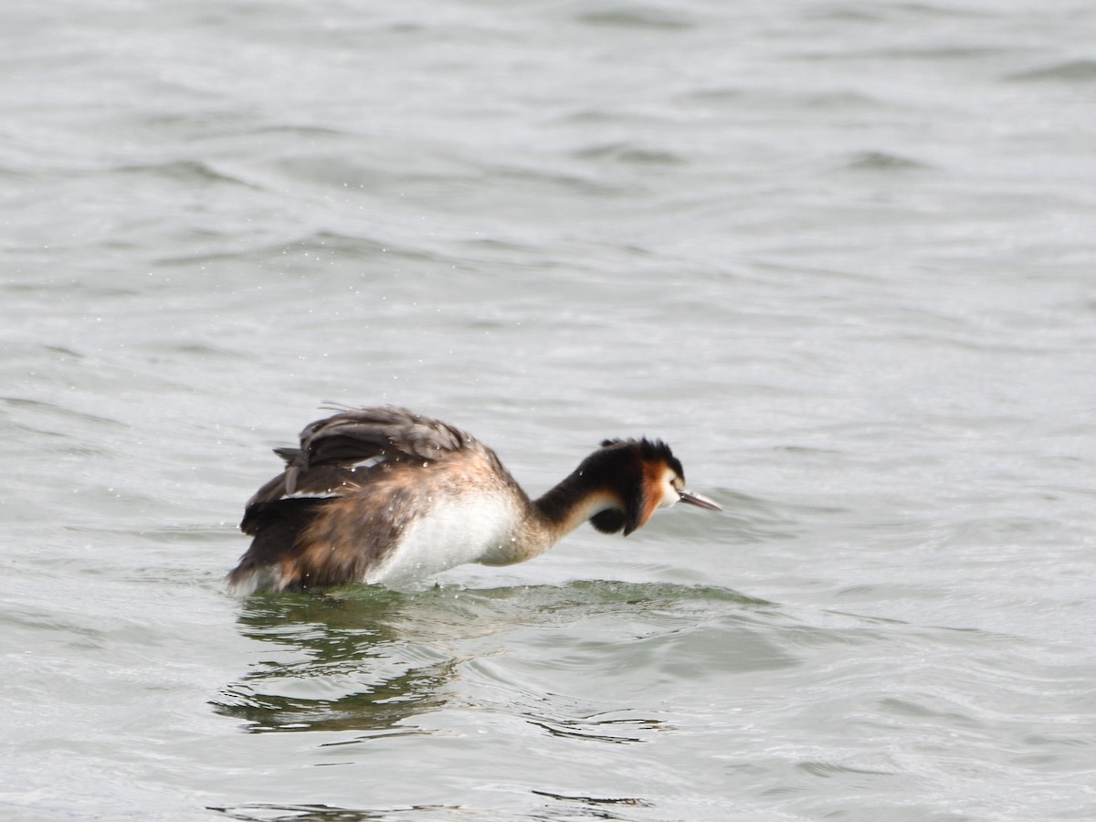 Great Crested Grebe - ML544343241