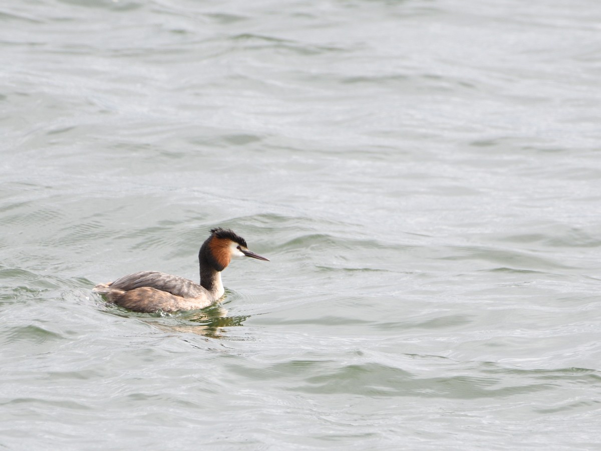 Great Crested Grebe - ML544343251