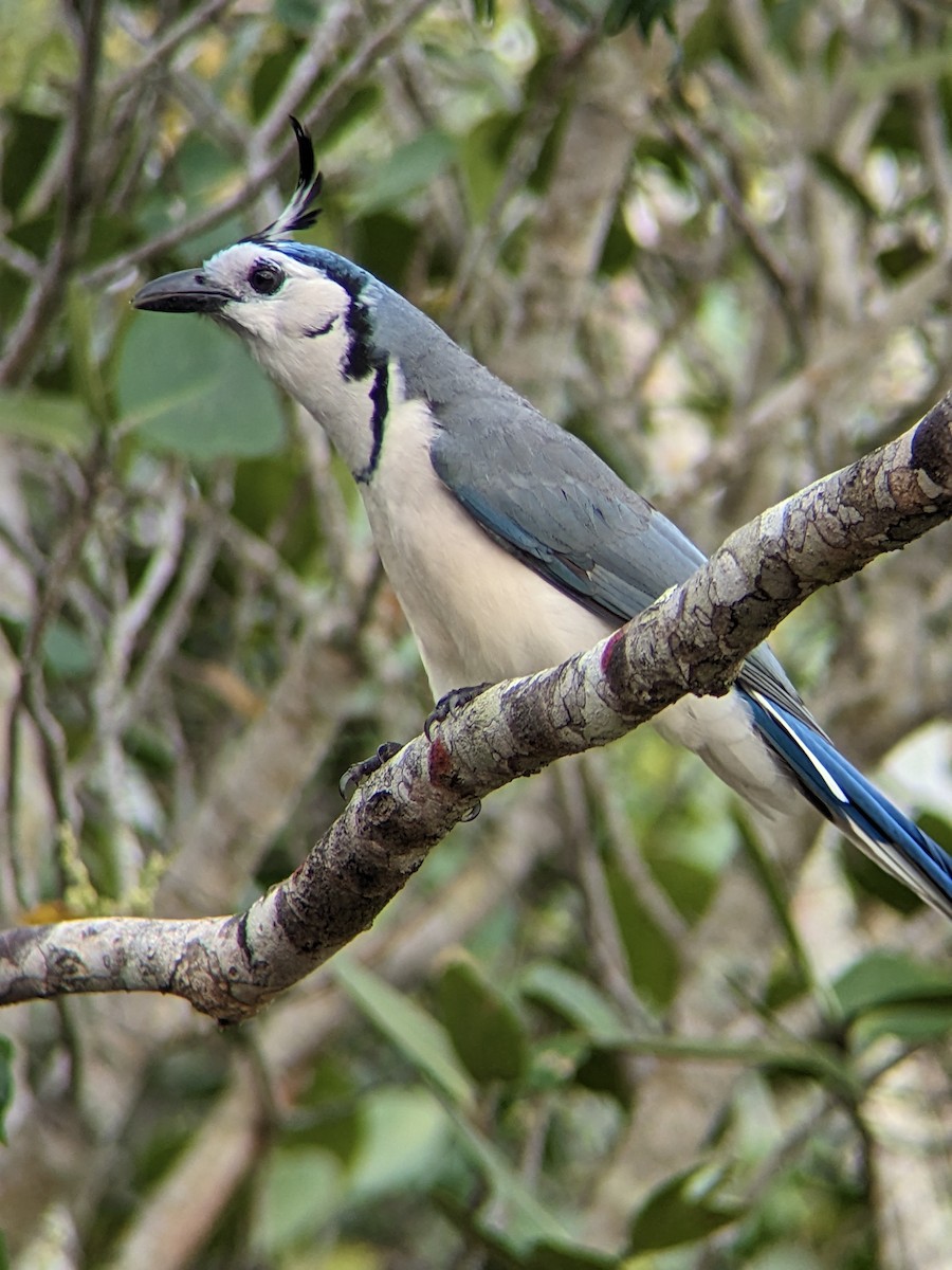 White-throated Magpie-Jay - ML544347361