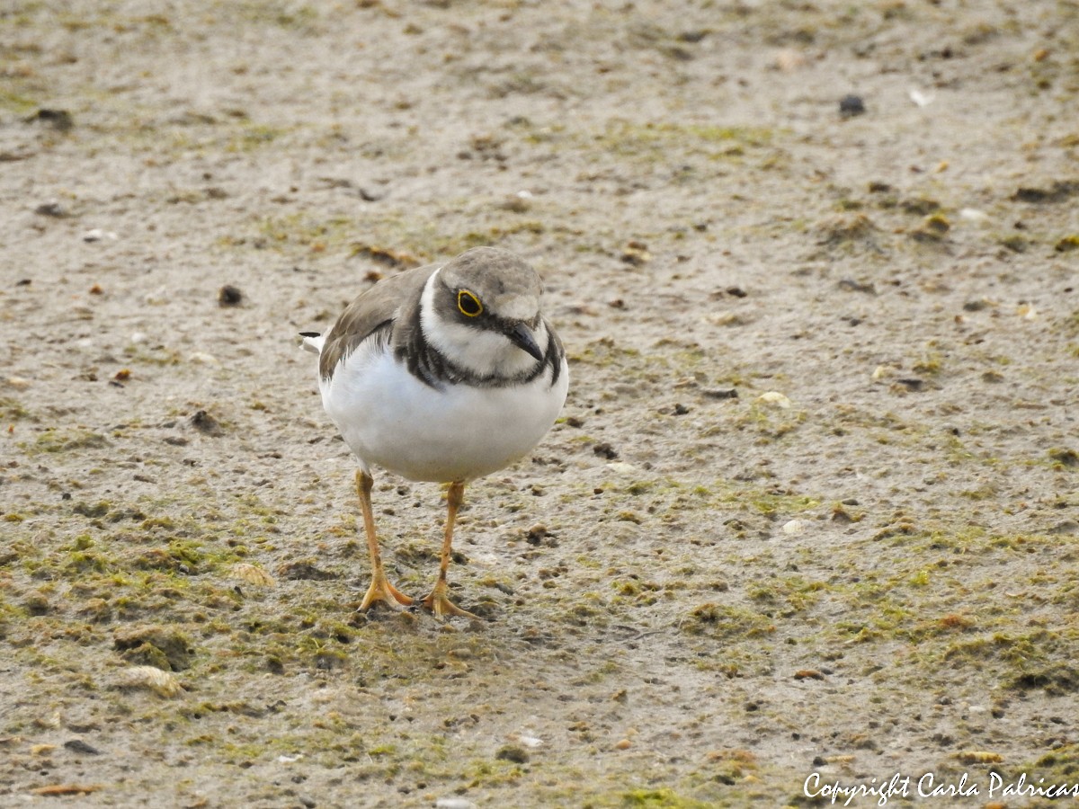 Little Ringed Plover - Carla Palricas