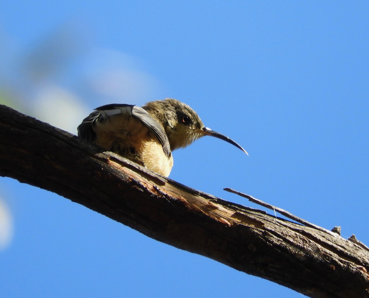Eastern Spinebill - Anonymous
