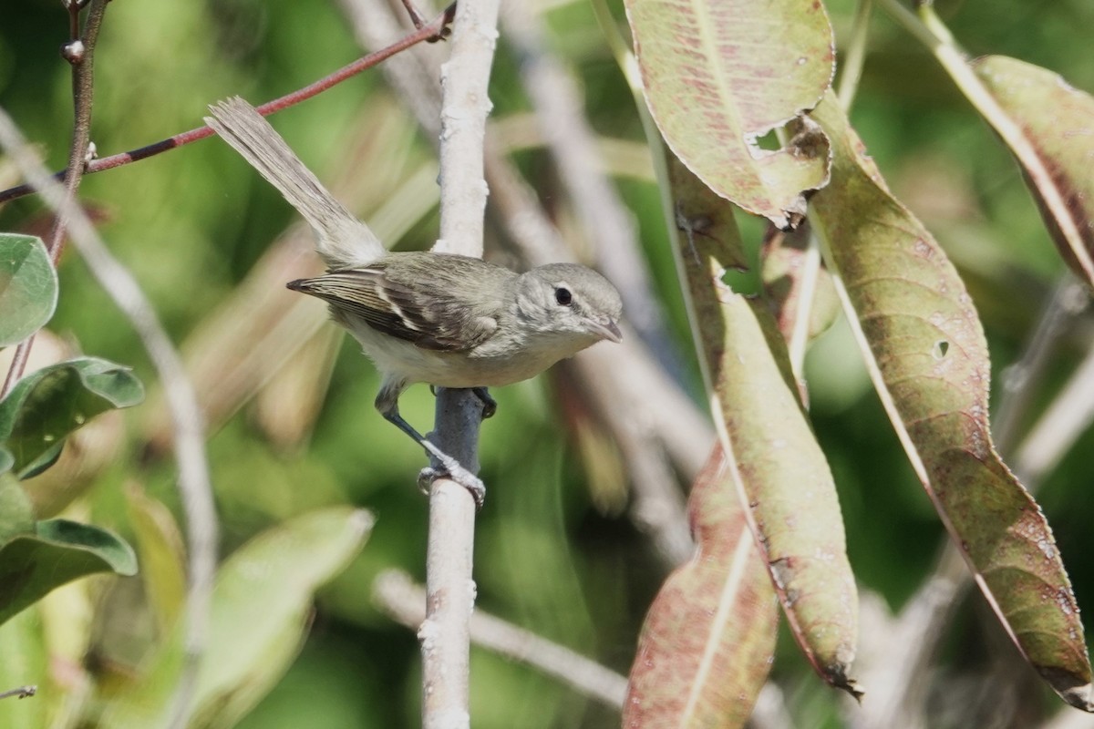 Bell's Vireo - George Wallace
