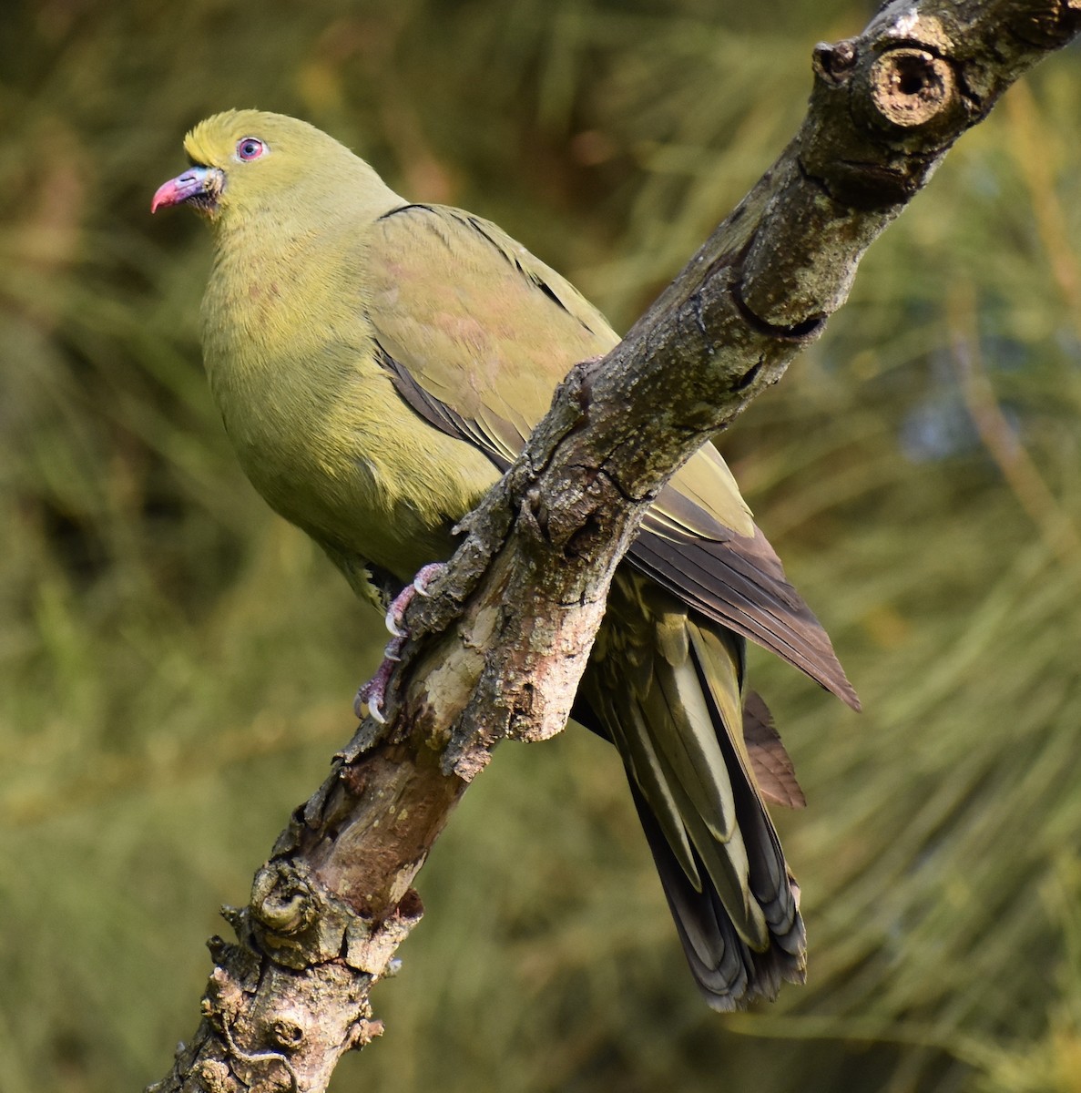 Whistling Green-Pigeon - ML54435881
