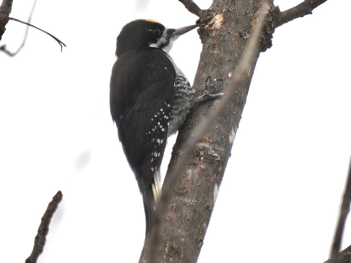 Black-backed Woodpecker - Tim Flight