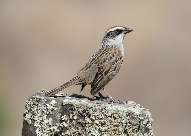 Adult Striped Sparrow - Striped Sparrow - 