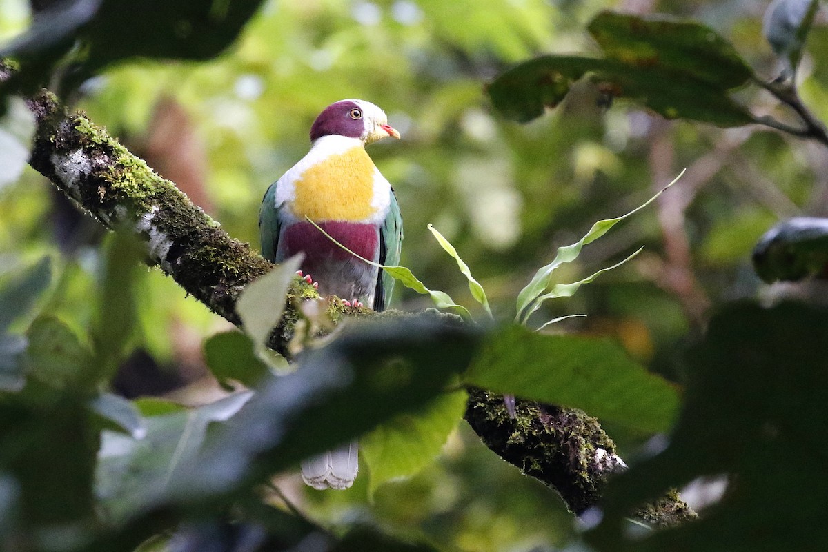 Yellow-breasted Fruit-Dove - ML544364711