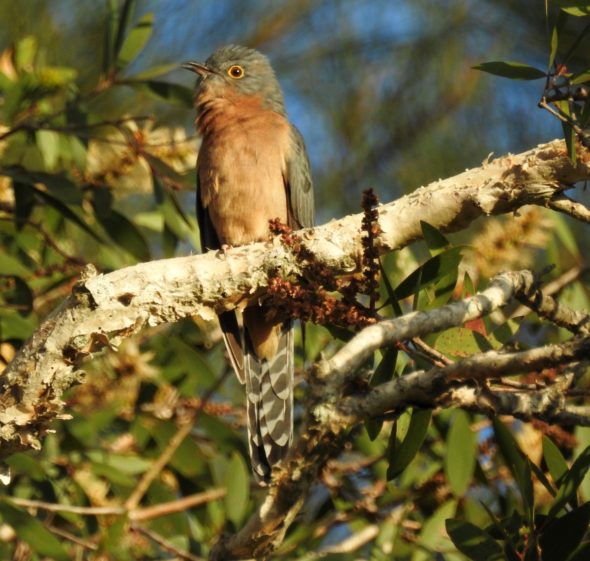 Fan-tailed Cuckoo - Michael Daley