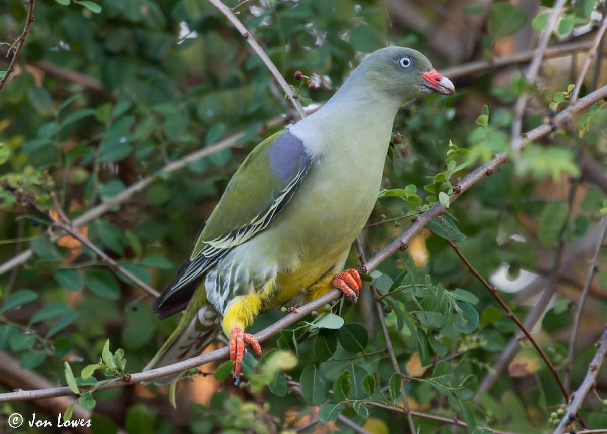 African Green-Pigeon (Gray-breasted) - ML544366501
