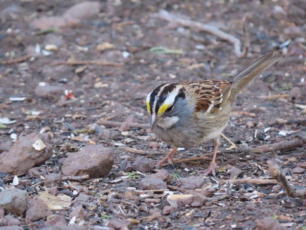 White-throated Sparrow - ML544367201