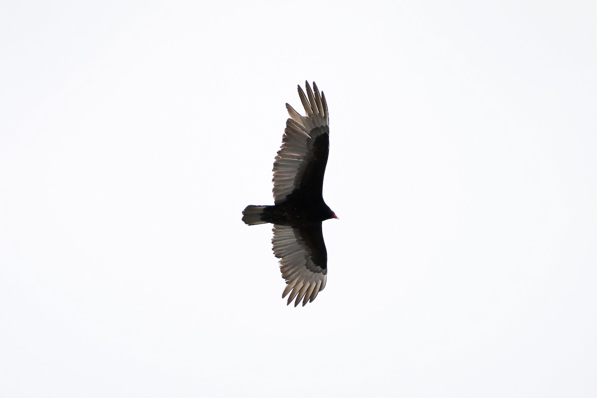 Turkey Vulture - Kaitlin Spear