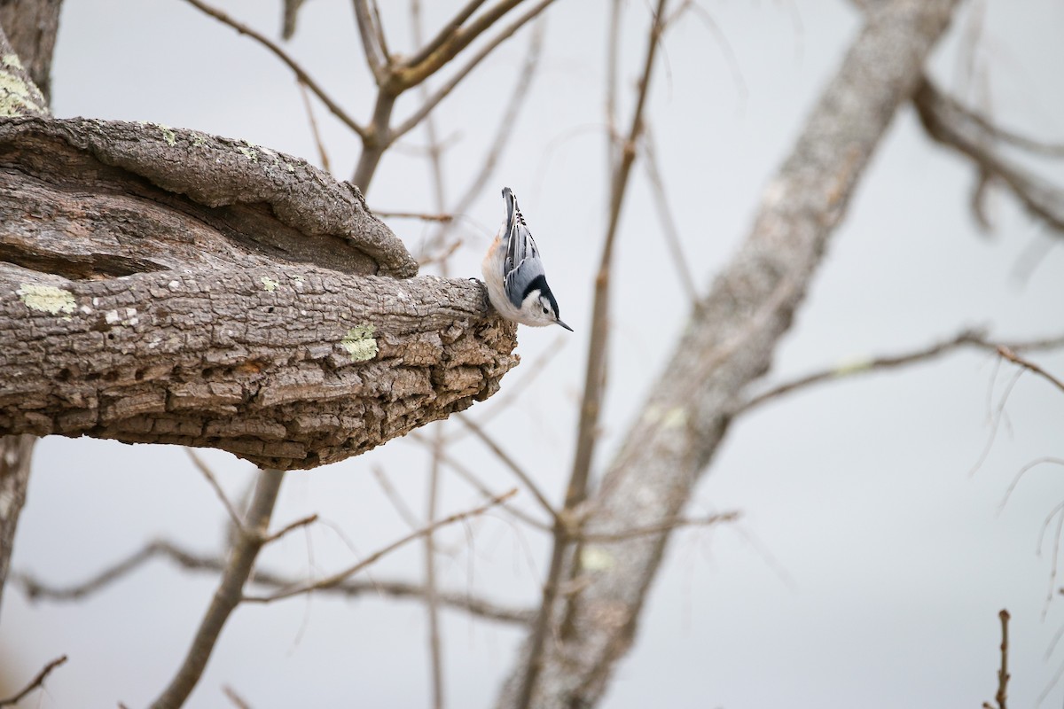 White-breasted Nuthatch - ML544367801