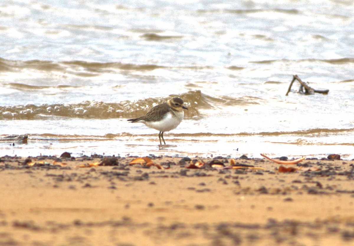 Double-banded Plover - ML544370591