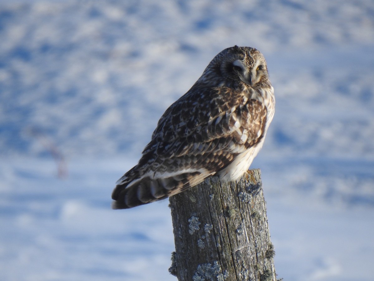 Short-eared Owl - ML544371581