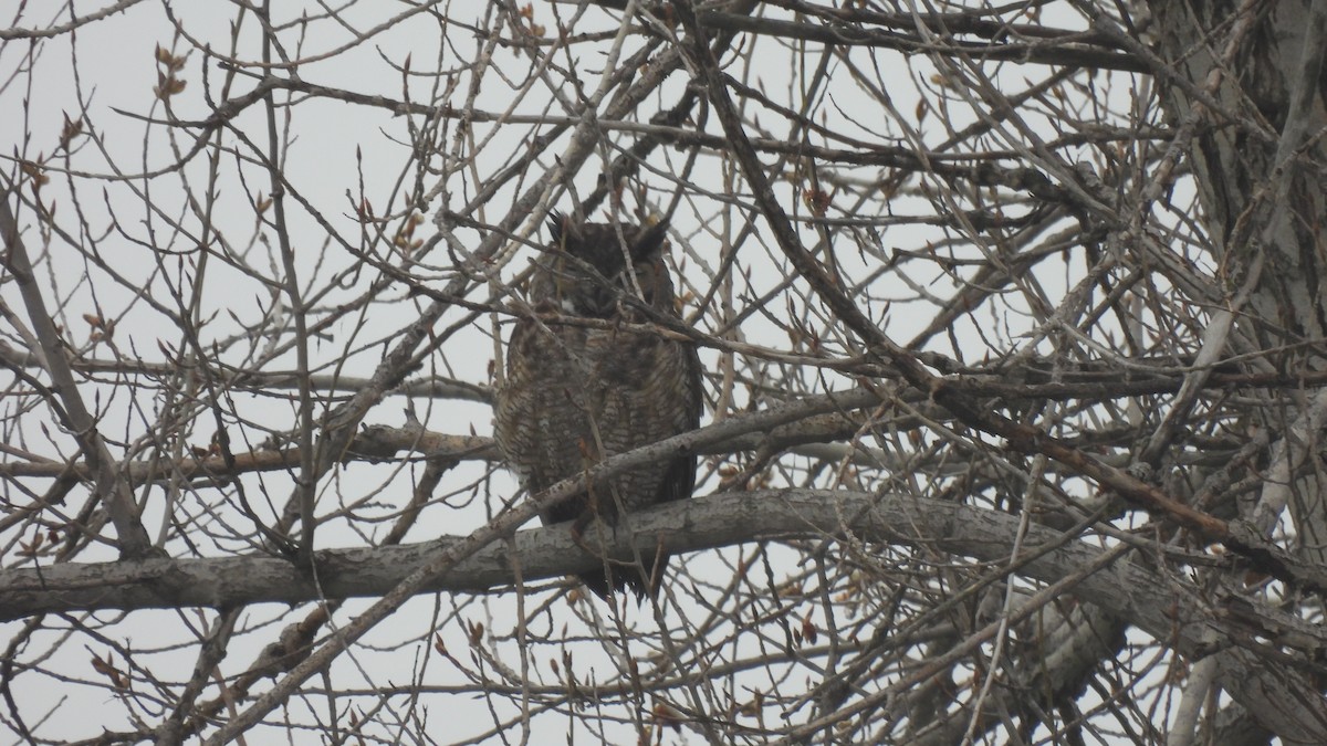 Great Horned Owl - ML544373771