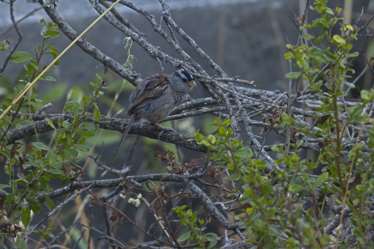White-crowned Sparrow - ML544381851