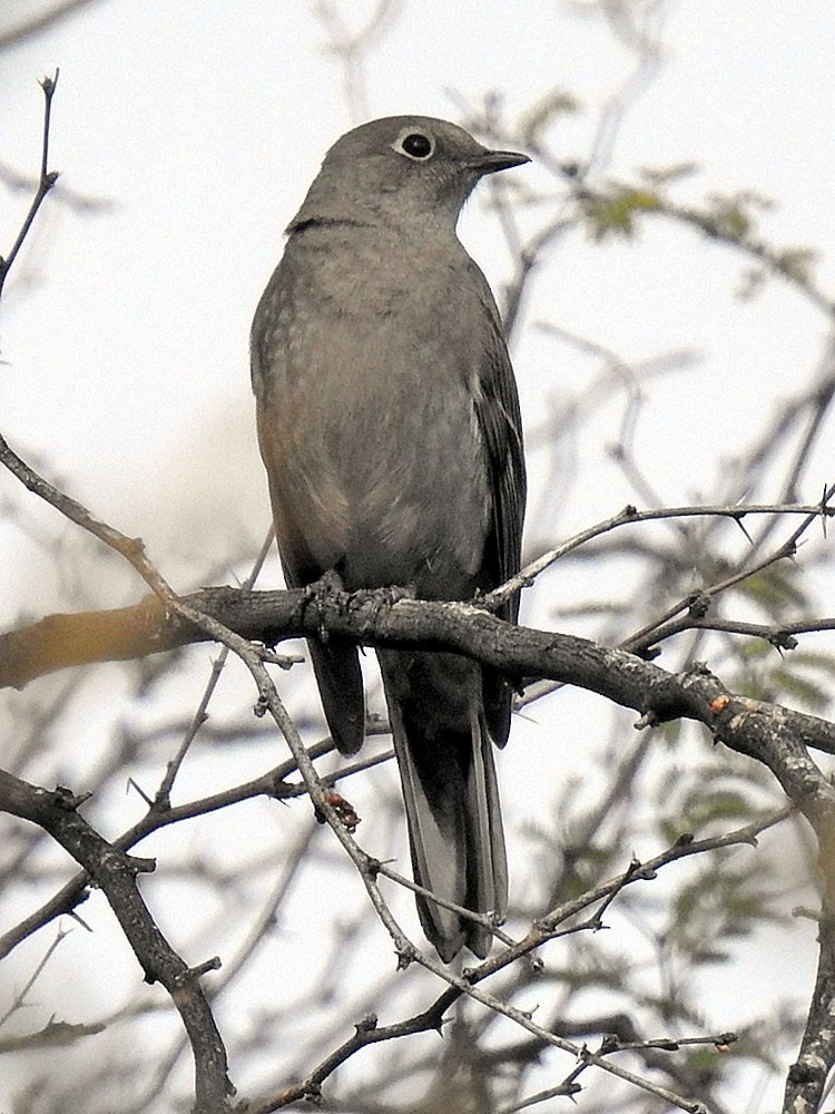 Townsend's Solitaire - ML544383861